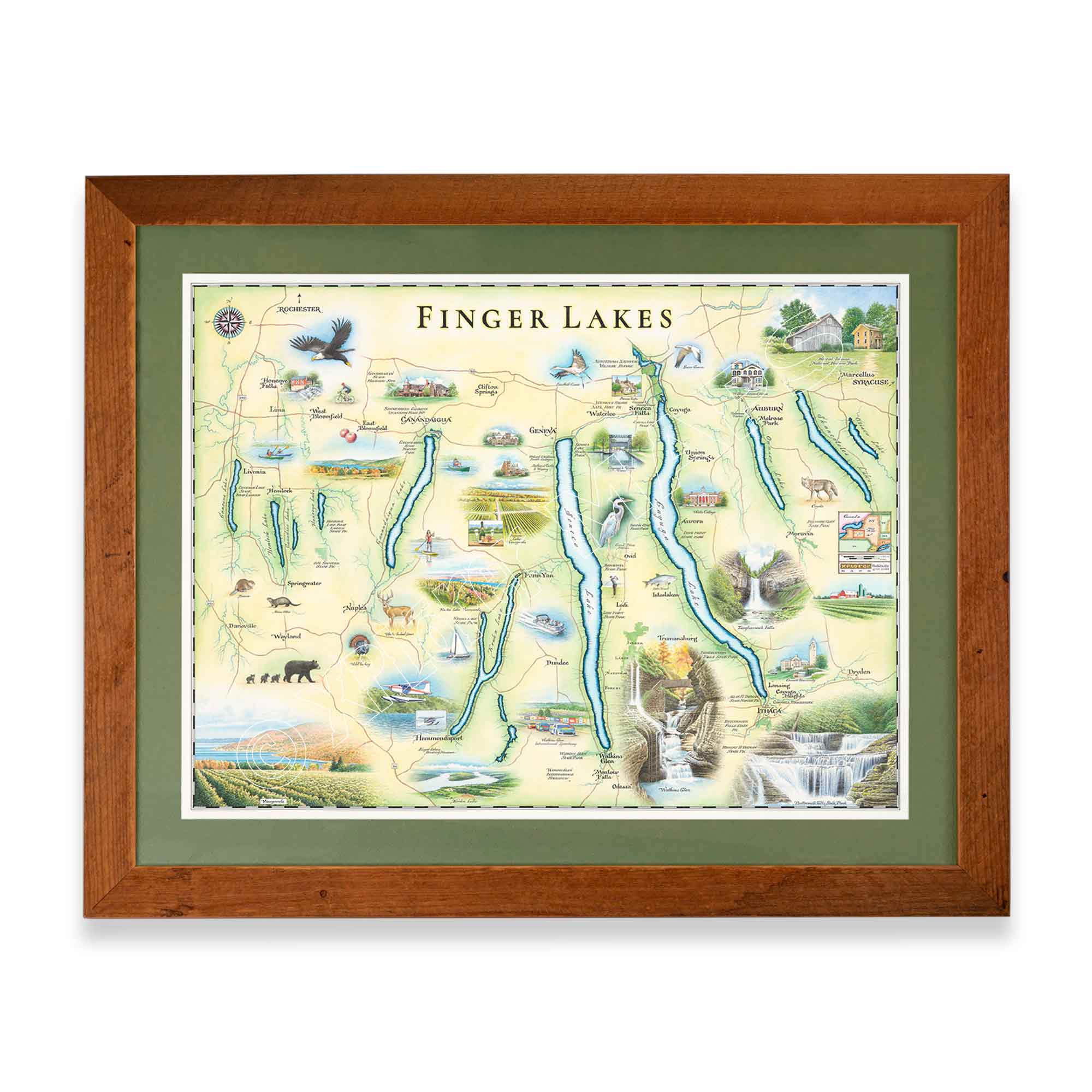Finger Lakes hand drawn map in greens and blues. The map features Ithaca, Glen Watkins, Syracuse,  and Rochester.  Waterfalls, bald eagles, Deer and black bear are featured on the map. The map is frames in Montana Larch in a green mat.
