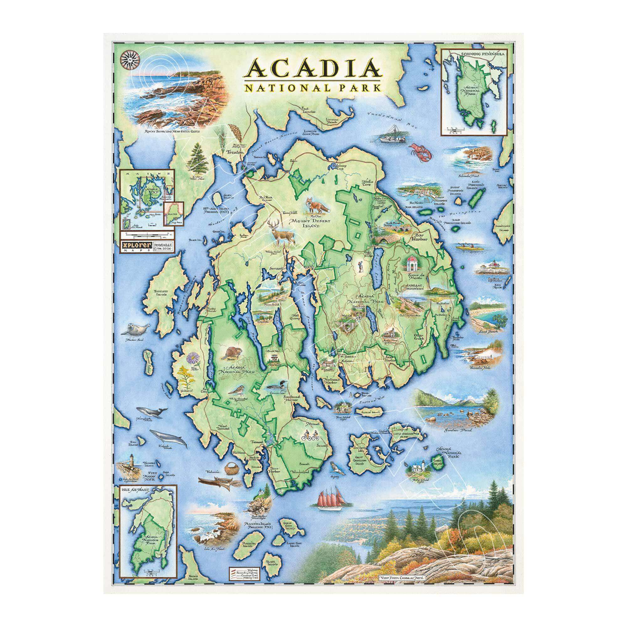 Acadia National Park Hand-Drawn Map 18x24 - blue and green earth tones. Features historical sites such as: Cadillac Mountain, Jordan Pond Gatehouse, Park Loop Road, Sand Beach, Otter Cliff, and Thunder Hole. Flora and fauna Harbor Seal, Humpback and Finback Whales, the Common Loon, White-tailed Deer, Red Fox and Goldenrod, and Blue Aster wildflowers.