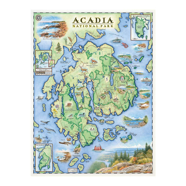 Acadia National Park Hand-Drawn Map 18x24 - blue and green earth tones. Features historical sites such as: Cadillac Mountain, Jordan Pond Gatehouse, Park Loop Road, Sand Beach, Otter Cliff, and Thunder Hole. Flora and fauna Harbor Seal, Humpback and Finback Whales, the Common Loon, White-tailed Deer, Red Fox and Goldenrod, and Blue Aster wildflowers.