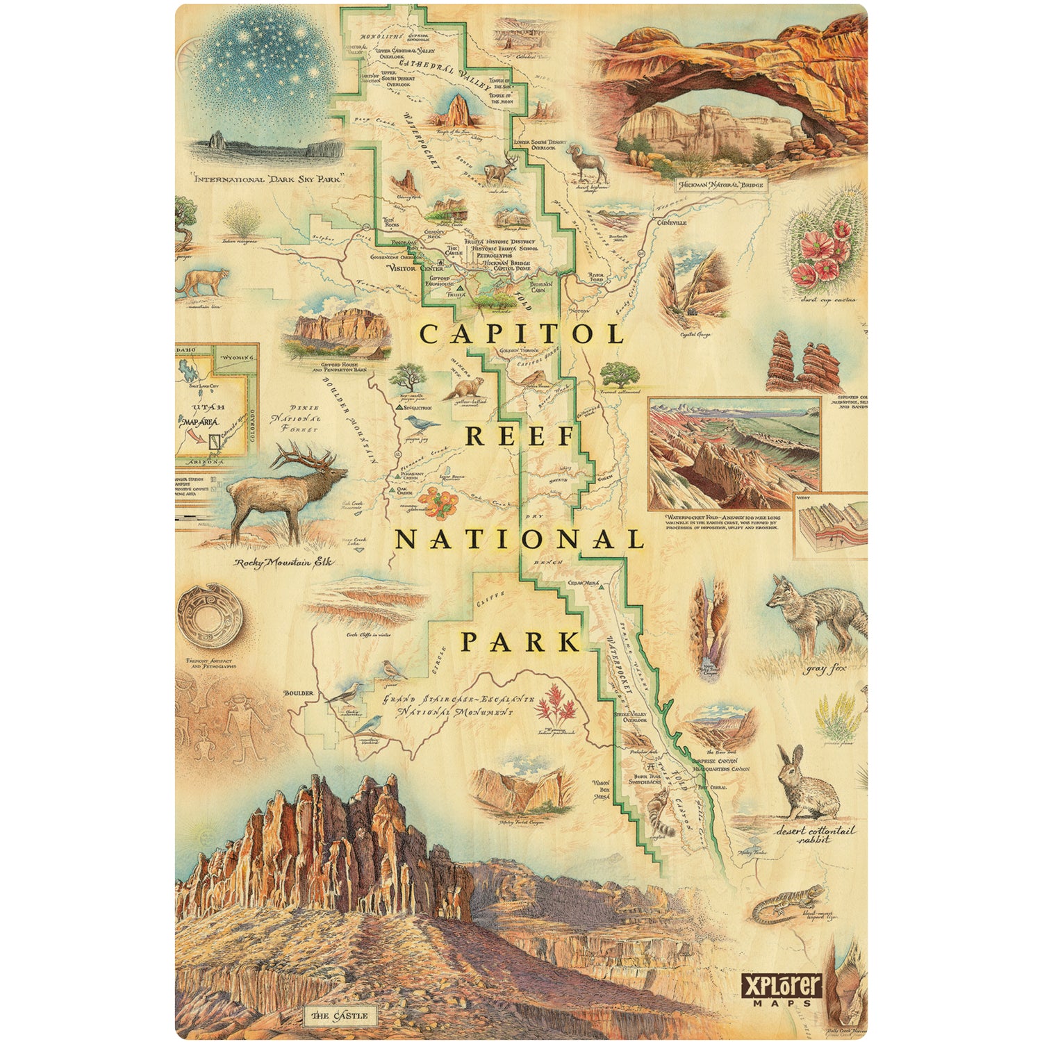 Utah's Capitol Reef National Park Map wood sign in earth tones. Featuring Claret Cup Cactus, Narrowleaf Yucca, Prince's Plume, and the Two-Needle Pinyon Pine. Detailed depictions of landmarks and geographic wonders like the Lower Muley Twist Canyon, Capitol Gorge, and Hickman Natural Bridge.
