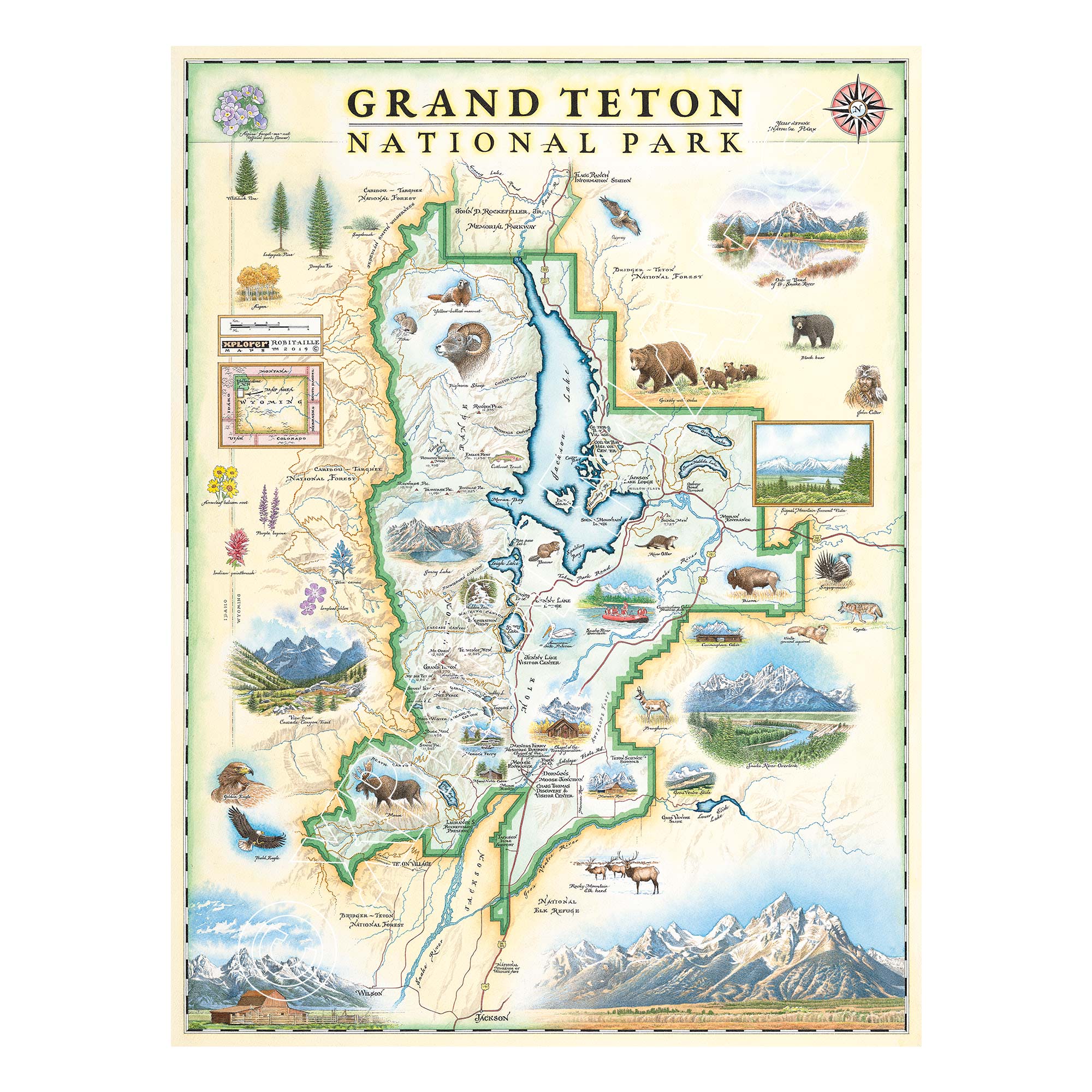 Grand Teton National Park hand-drawn map in earth tone colors of beige and blue. The map includes flora and fauna of the area, such as grizzly bear, moose, coyote, lupine, and longleaf phlox. Illustrations of places include snake river overlook, jenny lake, and Colter Bay village. Measures 18x24.