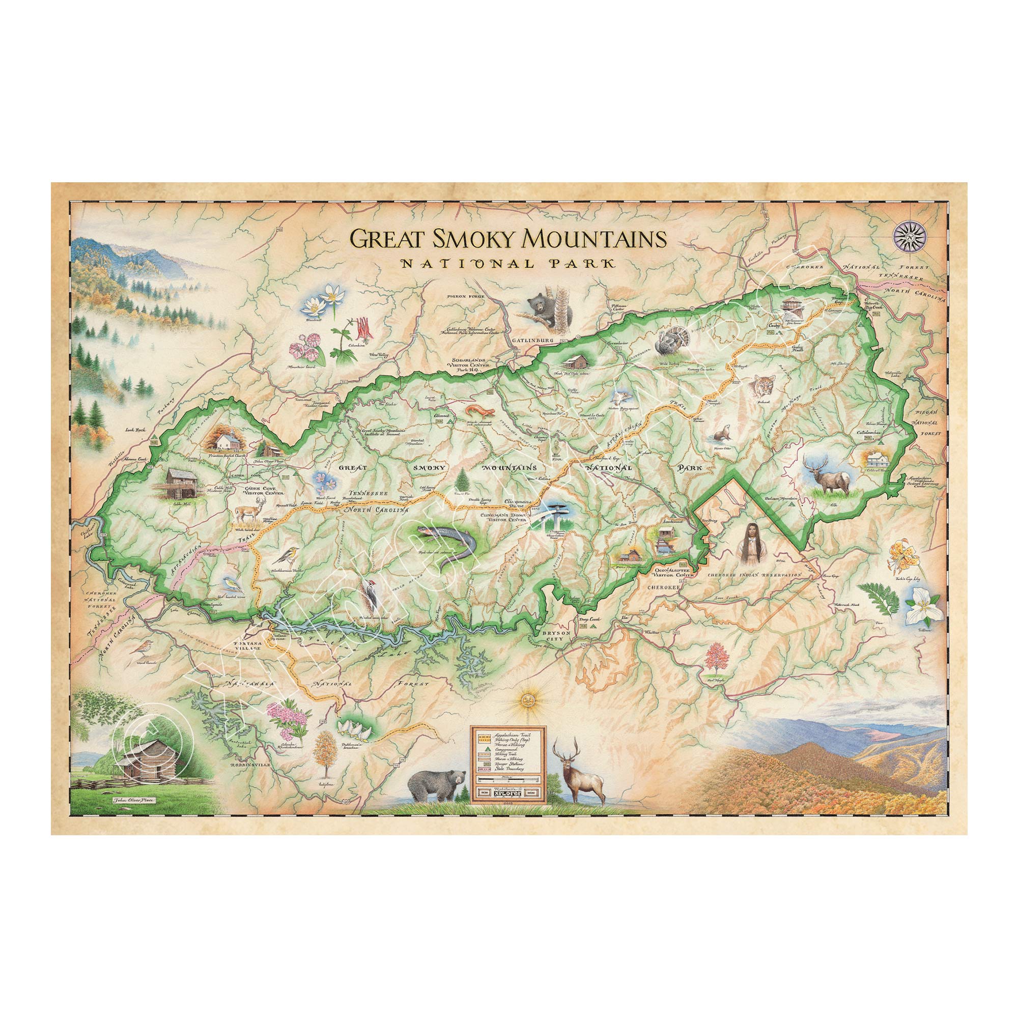 Great Smoky Mountains National Park hand-drawn map in earth tones colors beige and green. The map depicts the entire National Park on the border of North Carolina and Tennessee. It features illustrations of salamander, woodpecker, Clingman's Dome, Sugarland's Visitor Center, Oconoluftee Visitor Center. Measures 24x18.