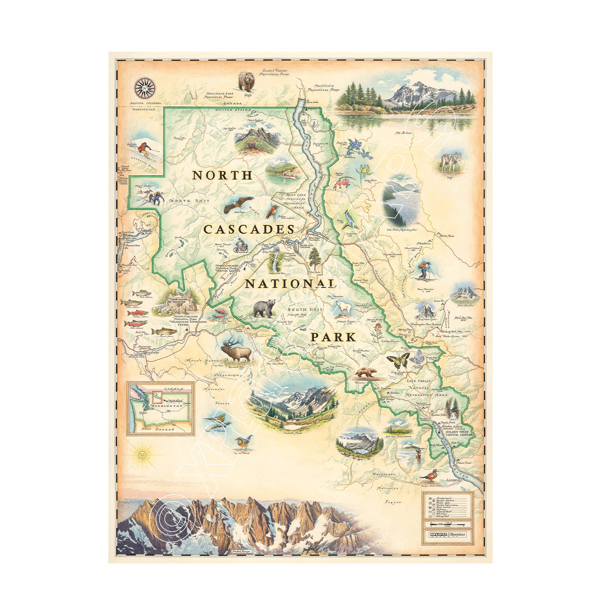 North Cascades National Park hand-drawn map in earth tones beige and green. The map features illustrations of flora and fauna such as black bear, elk, wolverine, glacier lily, and huckleberries. Other illustrations include, Pickett Range, Cascade Pass, and Lake Chelan Recreation area. Measures 18x24.