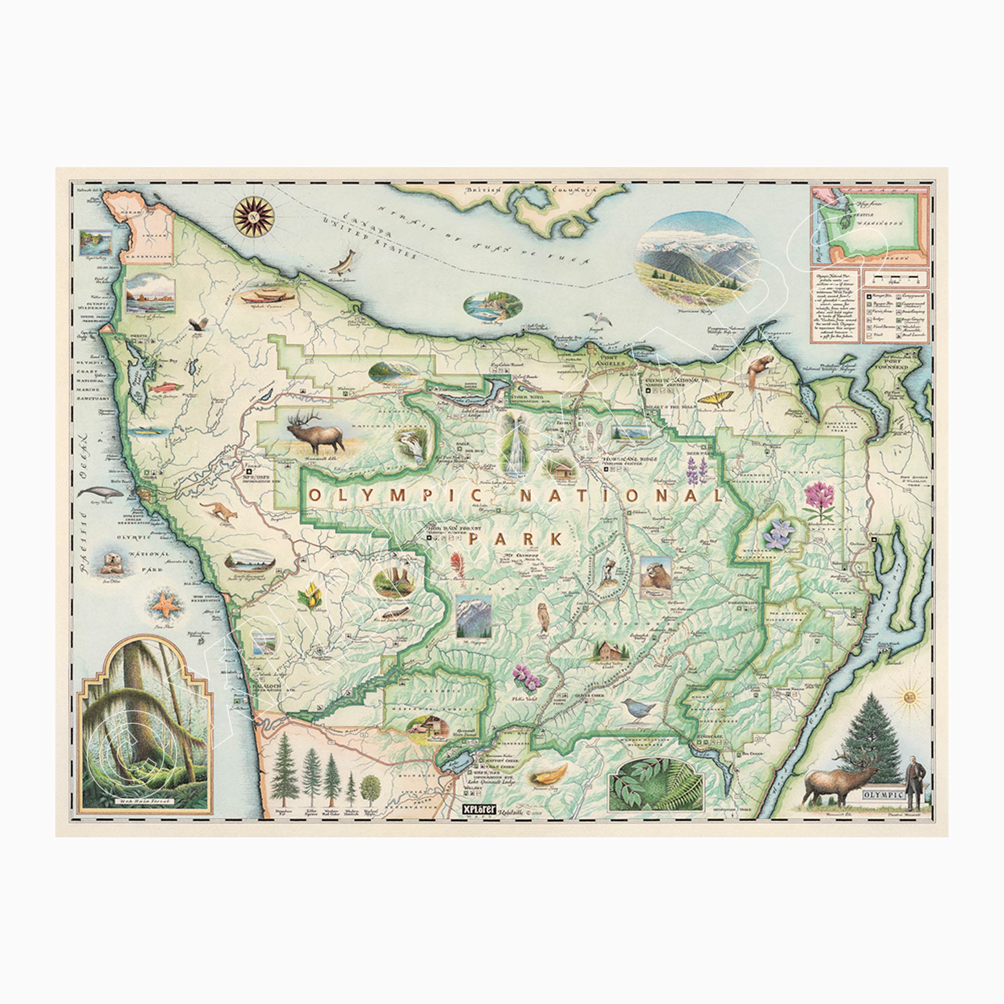 Olympic National Park hand-drawn map in earth tones green & beige. The map features illustrations of the park such as Enchanted Valley Chalet, Sol Duc Hot Springs Resort, Hurricane Ridge Visitor Center, and Kalaloch Lodge. Flora and fauna include sea otter, Roosevelt elk, Chinook salmon, skunk cabbage, and Flett's Violet. Measures 24x18.