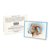 Wildlife Notecards - Sets of 6