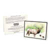 Wildlife Notecards - Sets of 6