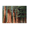 Yosemite Magnets