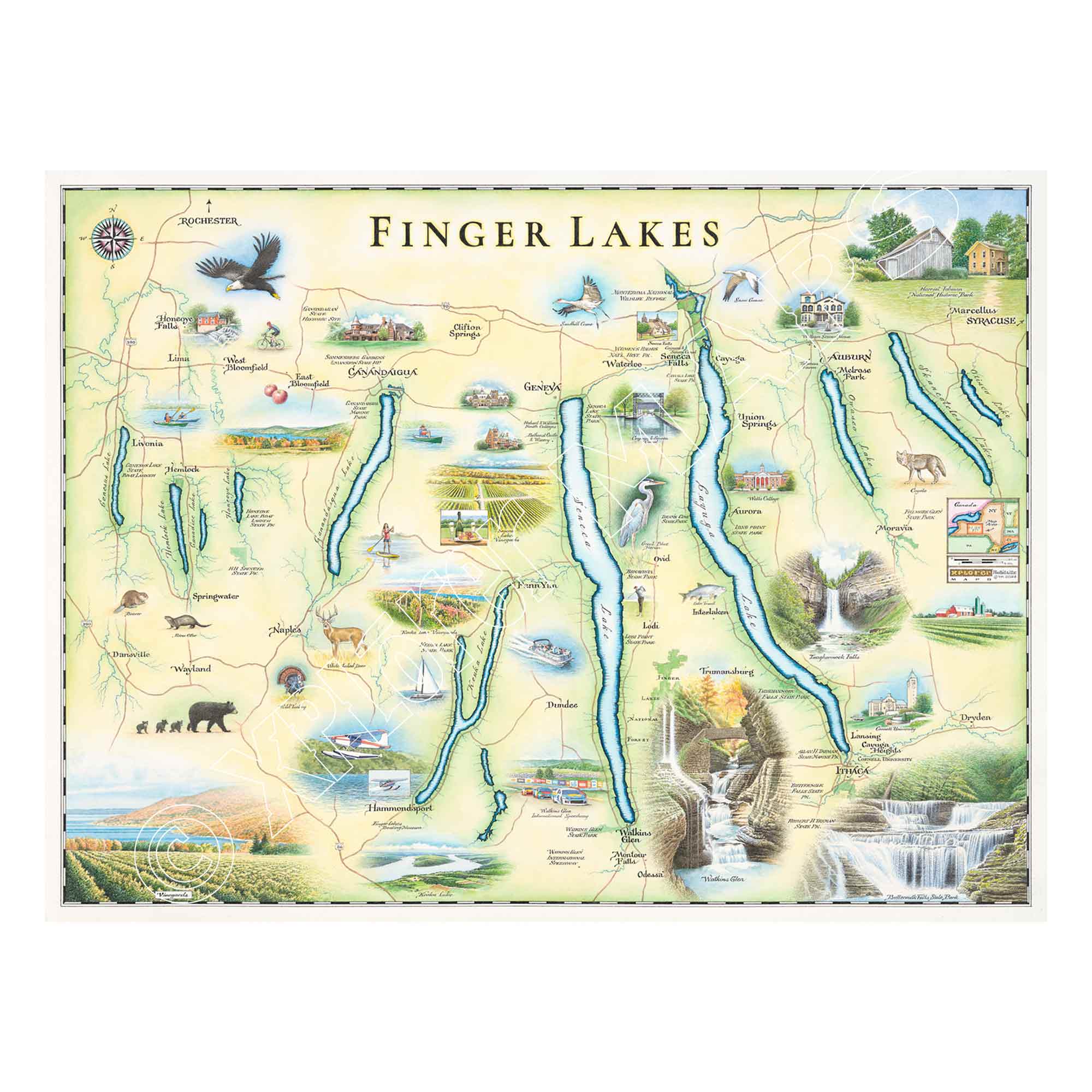 Finger Lakes hand drawn map in greens and blues. The map features Ithaca, Glen Watkins, Syracuse,  and Rochester.  Waterfalls, bald eagles, Deer and black bear are featured on the map. 