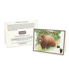 Montana Grizzly Bear blank Notecard.