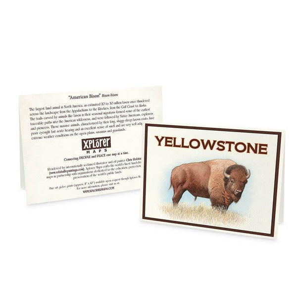 Yellowstone Bison Blank Notecards - Set of 12 - Xplorer Maps