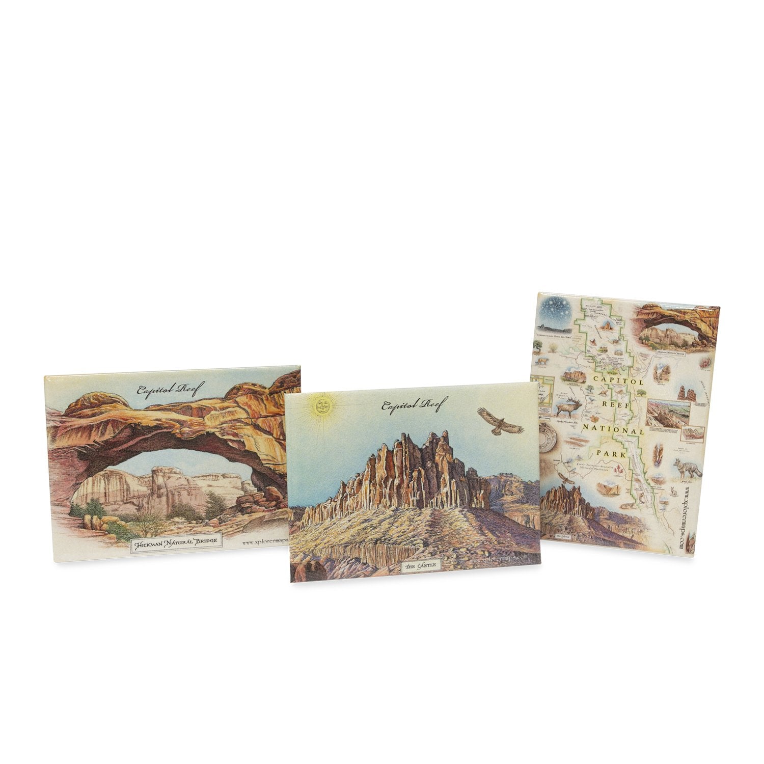 Utah's Capitol Reef National Park Map magnets in earth tones. Featuring Claret Cup Cactus, Narrowleaf Yucca, Prince's Plume, and the Two-Needle Pinyon Pine. Detailed depictions of landmarks and geographic wonders like the Lower Muley Twist Canyon, Capitol Gorge, and Hickman Natural Bridge.  