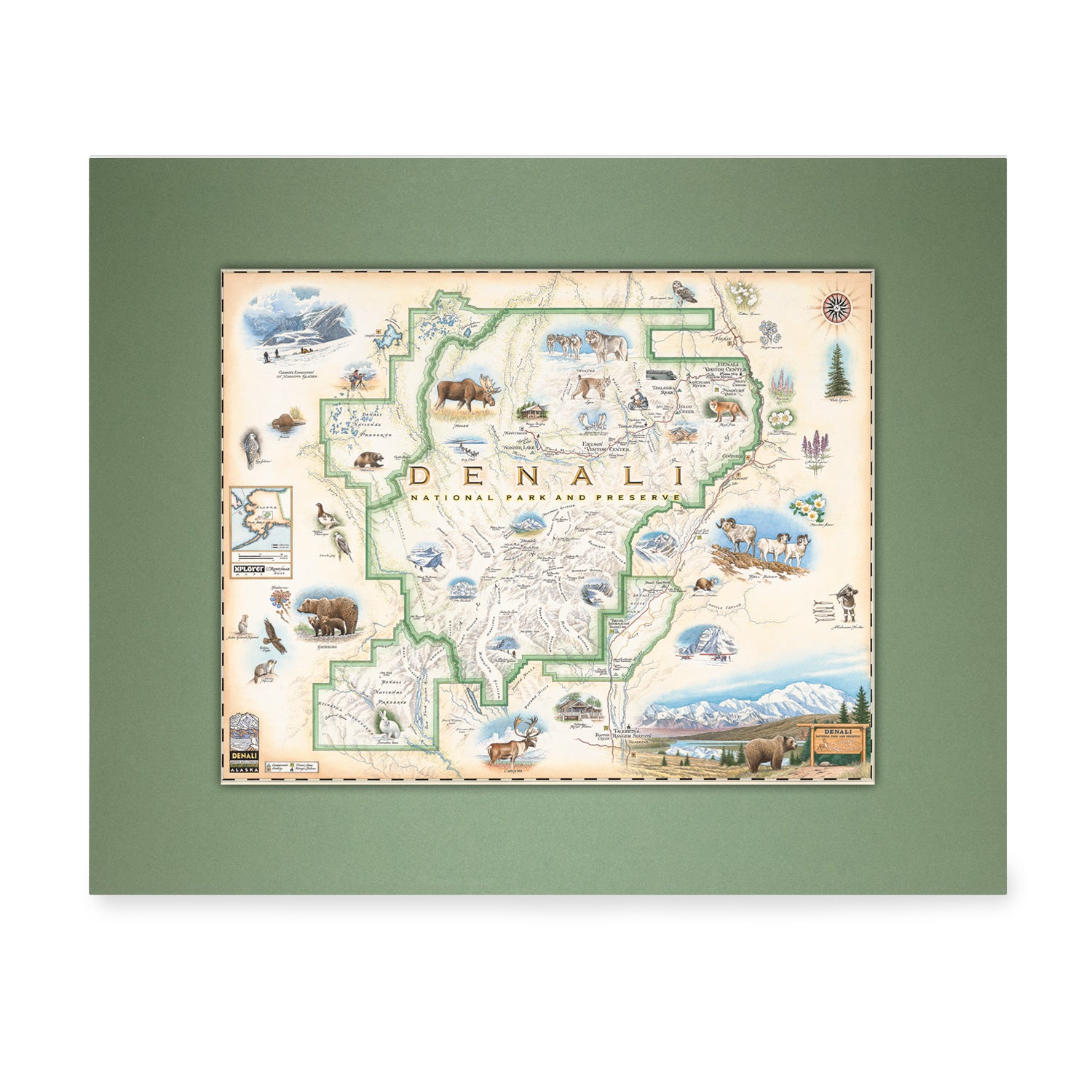 Green pre-matted Denali National Park mini-map in earth tones of beige and green. It features illustrations of the major flora and fauna found in the park, such as grizzly bears, wolverines, moose, lynx, Dall sheep, and many more. Major attractions are illustrated on the map, like the Talkeetna Visitor Center, Denali Visitor Center, Ruth Glacier, and Kahiltna Glacier. 