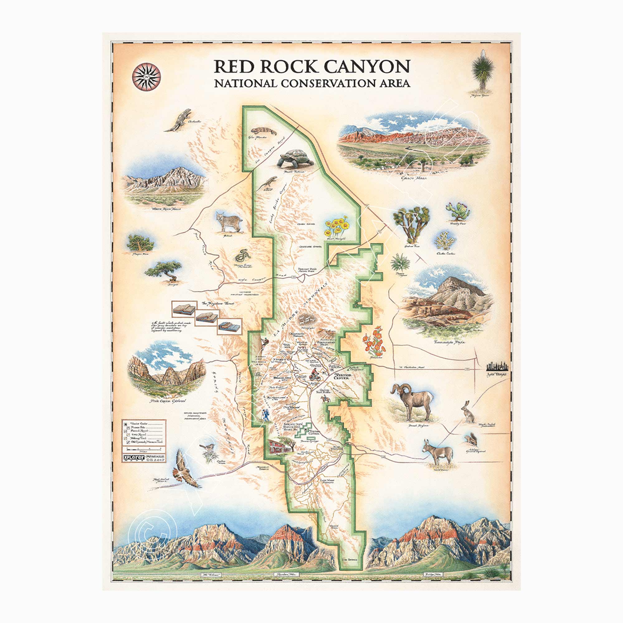 Red Rock Canyon National Recreation Area hand-drawn map in earth tones, beige and green. The map features illustrations of places such as Mt. Willson, Rainbow Mountain, Bridge Mountain, and Spring Mountain Ranch. Flora and fauna include a red tail hawk, desert Bighorn, Globemallow, Joshua tree, and Prickly pear cactus. Measures 18x24.