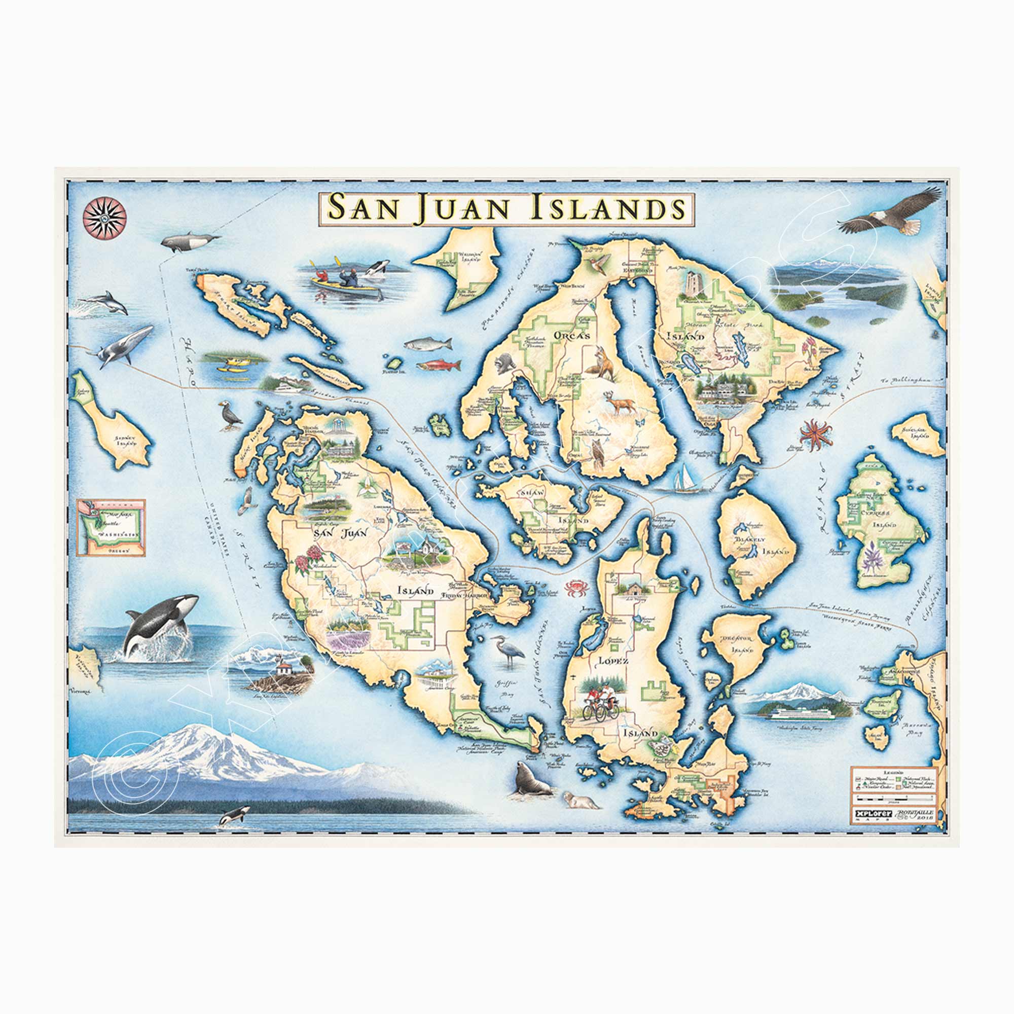 The San Juan Islands hand-drawn map in earth tones blue and green. The map features illustrations of places such as San Juan Vineyard, Turtleback Mountain Reserve, Liv Winery, and Roche Harbor. Flora and fauna include Orca Whale, Puffin, Herron, camas flower, and rhododendron. Measures 24x18.