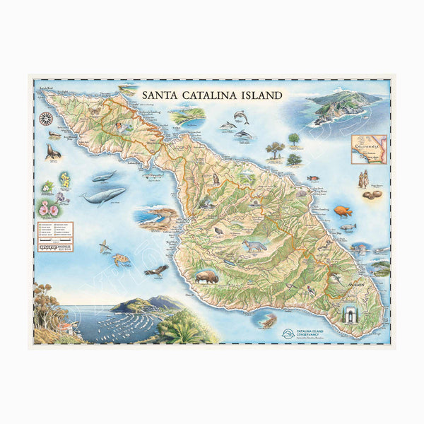 Santa Catalina Island hand-drawn map in blue and green. Located off the coast of California. The map features illustrations of places such as Wrigley Memorial, El Rancho Escondido, and Avalon Bay. Flora and fauna include Bison, Catalina Island Fox, Catalina Orange Lip butterfly, Channel Islands tree poppy, and Island oak. Map measures 24x18."
