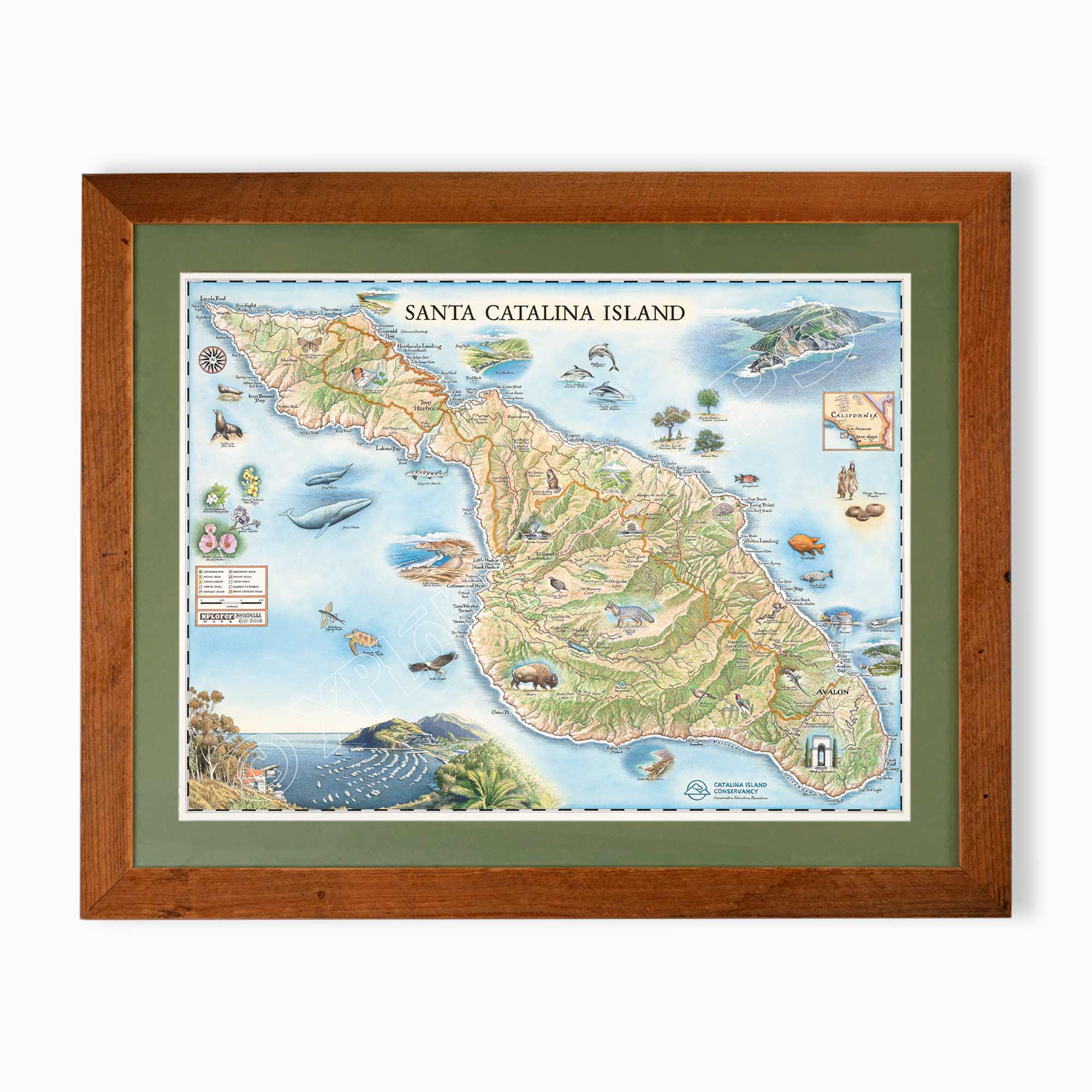 Santa Catalina Island hand-drawn map in earth tones blues and greens. The map print is framed in reclaimed Montana Flathead Lake Larch with a green mat.