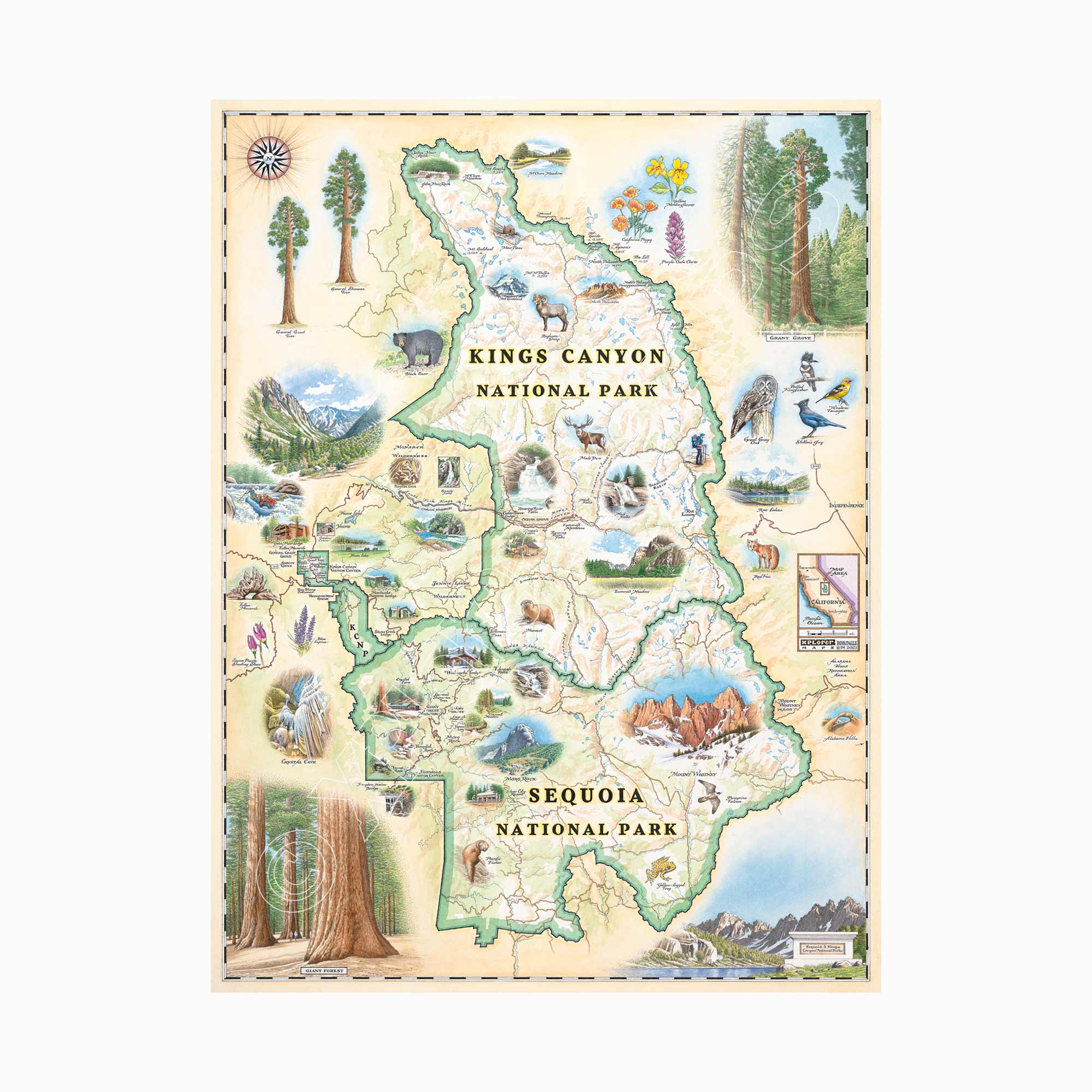 Sequoia & Kings Canyon National Parks hand-drawn map in earth tones beige and green. The map features illustrations of the Giant Forest, Mount Whitney, and the John Muir Lodge. Flora and fauna include, mule deer, red fox, Sierra Purple shooting star flowers, and California poppy. Map measures 18x24.