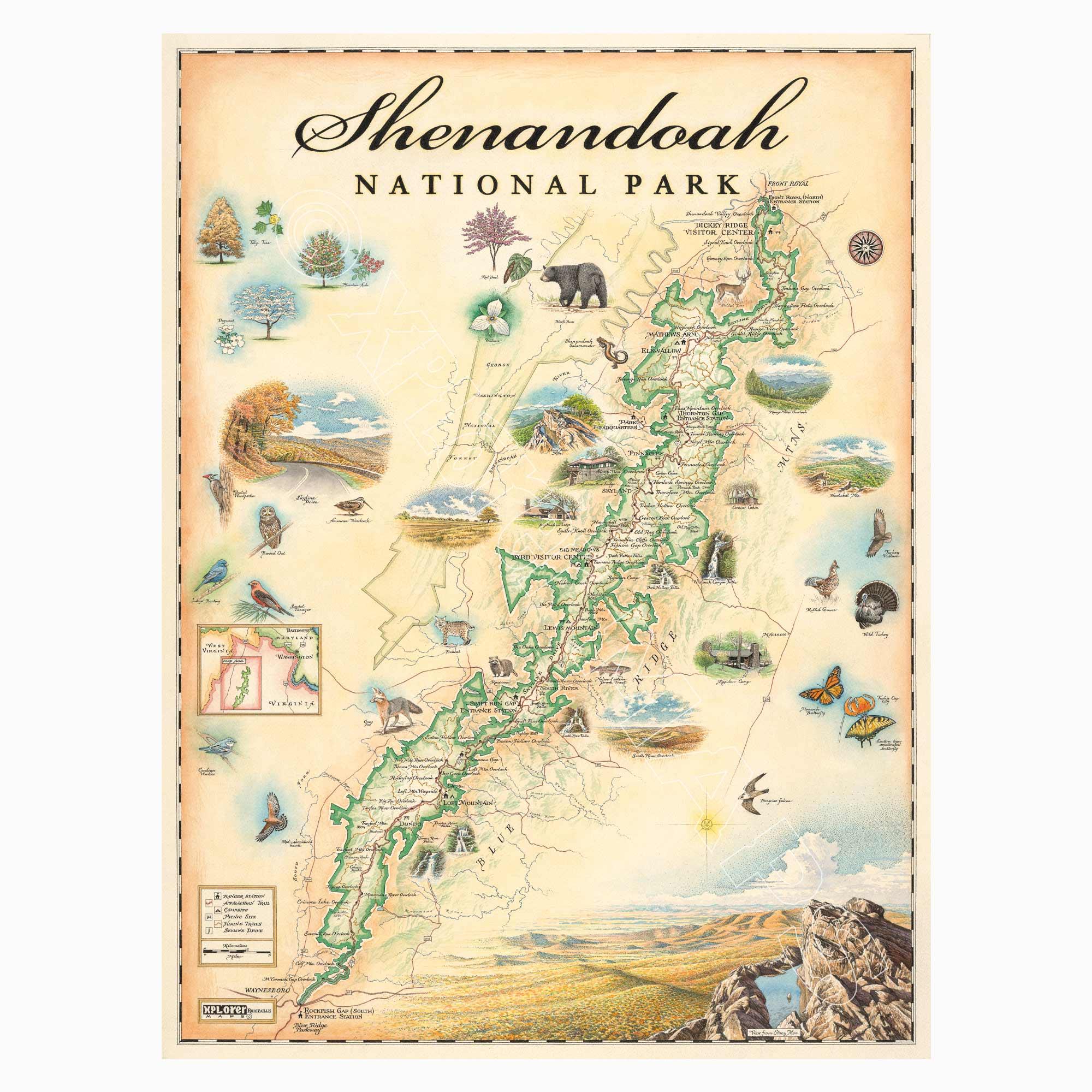Shenandoah National Park hand-drawn map in earth tones beige and green. The map includes illustrations of places such as Skyline Drive, Byrd Visitor center, and Big Meadows Lodge. Flora and fauna include bobcat, wild turkey, trillium flowers, and a dogwood tree. Measures 18x24.