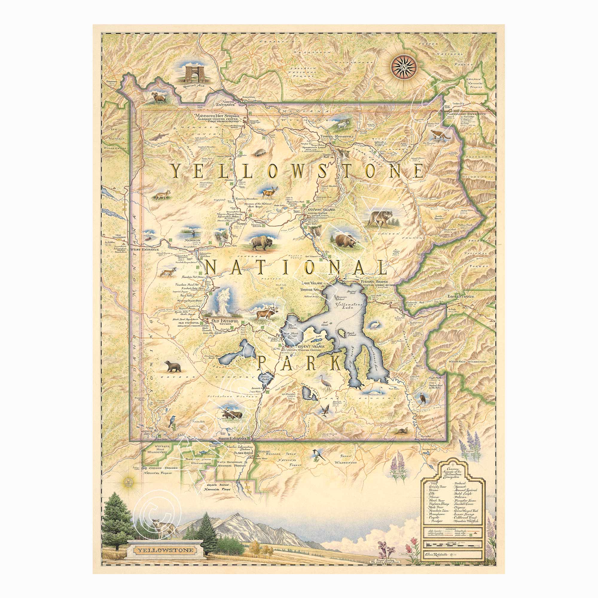 Yellowstone National Park Hand-Drawn Map in earth tones beige and yellow. The map features illustrations of places such as Yellowstone Lake, Old Faithful, and Roosevelt Tower. Flora and fauna include mountain lion, wolf, grizzly bear, fireweed, and lupine. Measures 18x24.